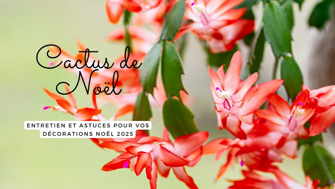 Cactus de Noël : entretien et astuces pour vos décorations Noël 2025