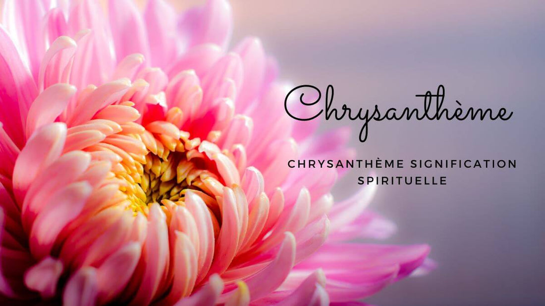 Chrysanthème signification spirituelle