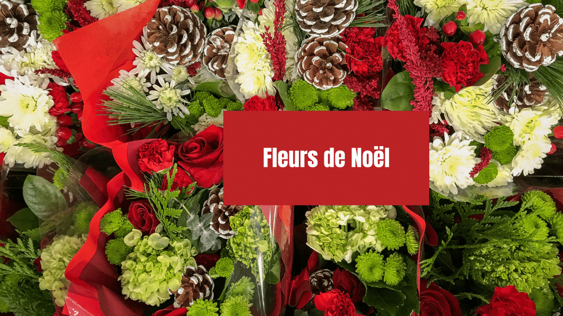 fleurs de noel