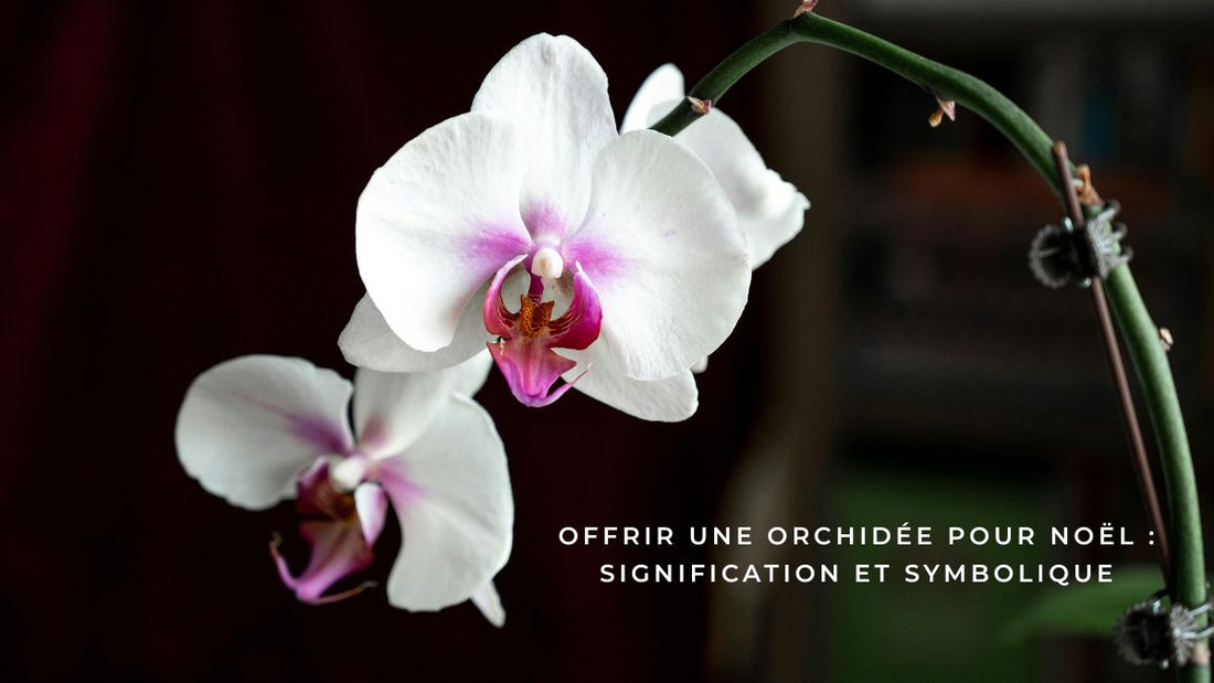 Offrir une orchidée pour Noël : signification et symbolique