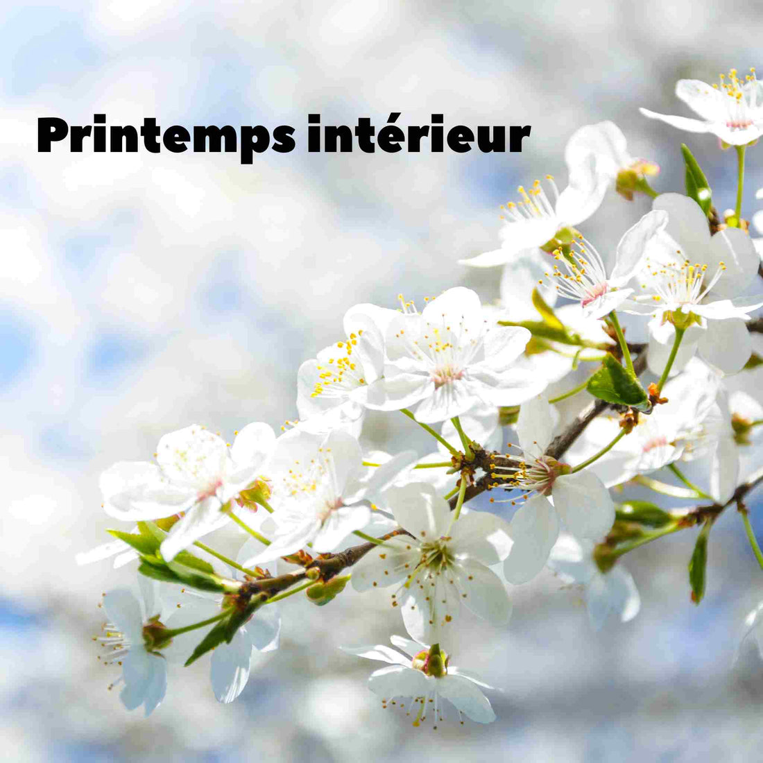 Printemps intérieur : pourquoi le renouveau prépare déjà la magie de Noël