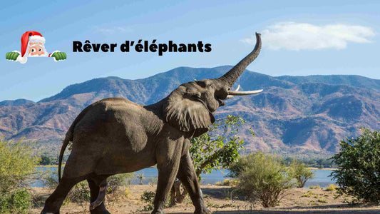 Rêver d’éléphants: sens, émotions, significations