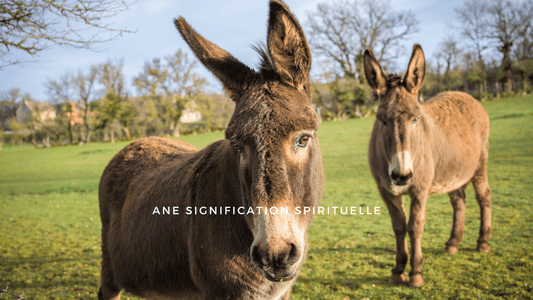 Ane signification spirituelle