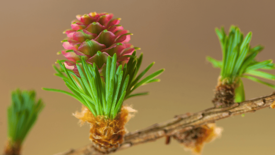 fleur de mélèze recette