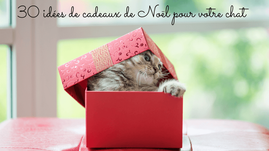 30 idées de cadeaux de Noël pour votre chat en 2024