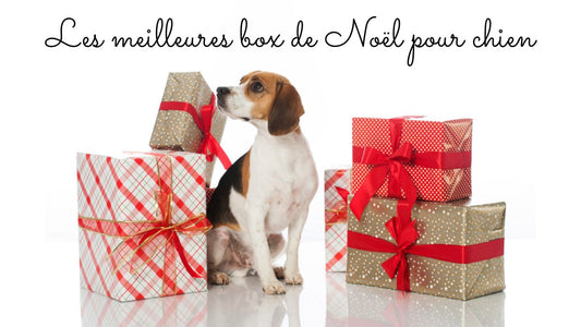Les meilleures box de Noël 2025 pour chien