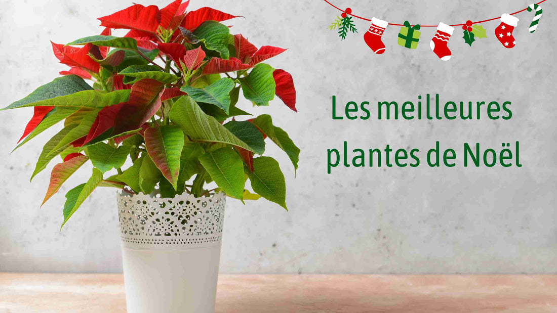 les meilleures plantes de noel